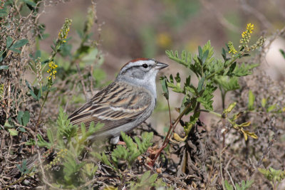 Chipping Sparrow