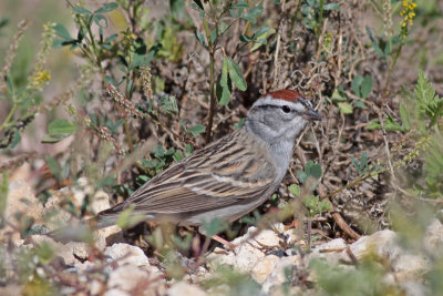 Chipping Sparrow