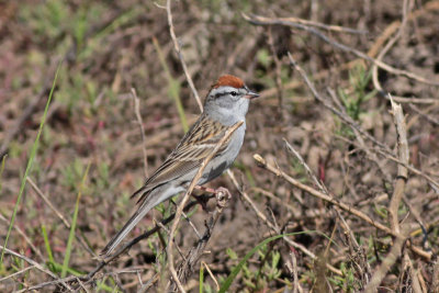 Chipping Sparrow