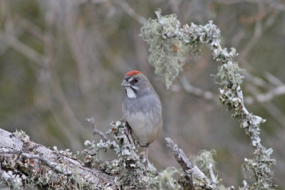 Green-tailed Towhee