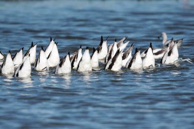 American Avocets