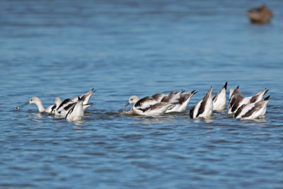 American Avocet