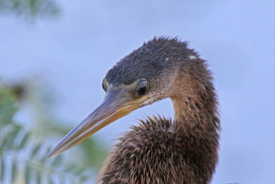 Anhinga