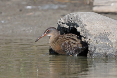 Clapper Rail