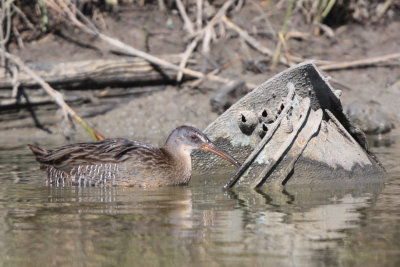Clapper Rail