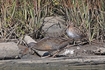 Wilson's Snipe and Clapper Rail