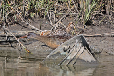 Wilson's Snipe and Clapper Rail