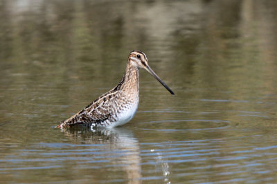 Wilson's Snipe