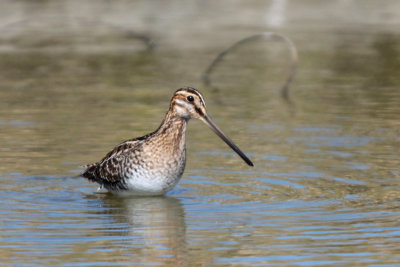 Wilson's Snipe