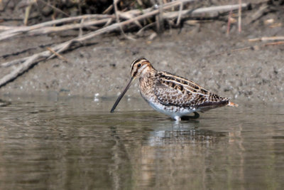 Wilson's Snipe