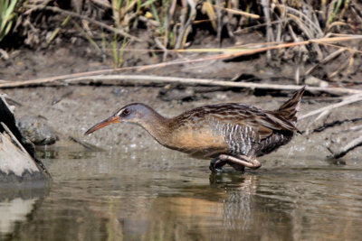 Clapper Rail