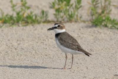 Wilson's Plover