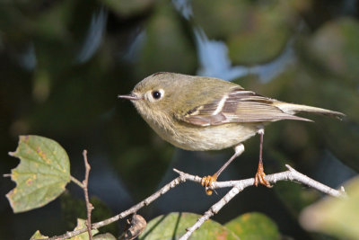 Ruby-crowned Kinglet