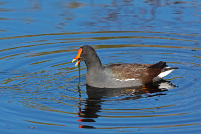 Common Gallinule