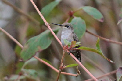 Calliope Hummingbird or ?