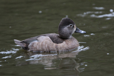 Ring-necked Duck