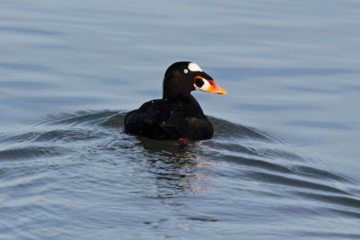 Surf Scoter