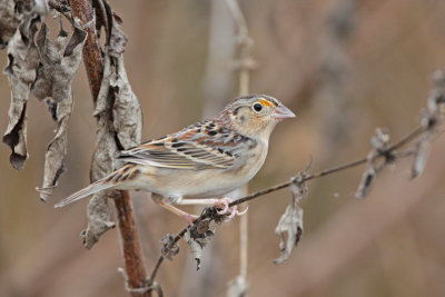 Grasshopper Sparrow