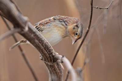 Grasshopper Sparrow