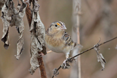 Grasshopper Sparrow