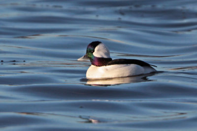 Bufflehead