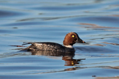 Common Goldeneye