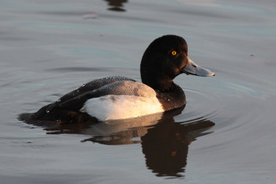 Lesser Scaup
