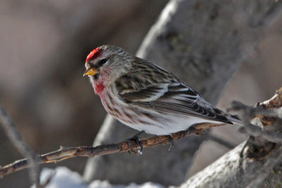 Common Redpoll