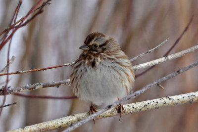 Song Sparrow (UT)