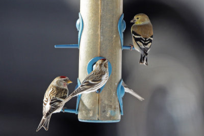 Common Redpolls and an American Goldfinch