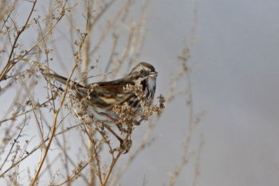 Song Sparrow (UT)