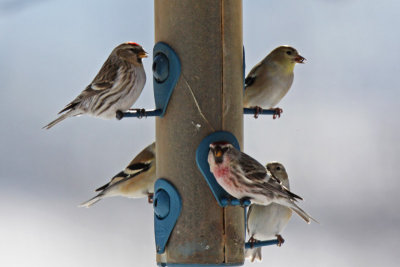 Common Redpolls and American Goldfinches