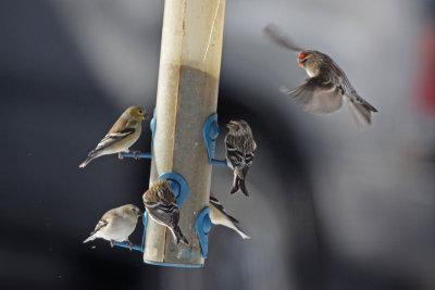 Common Redpolls and American Goldfinches