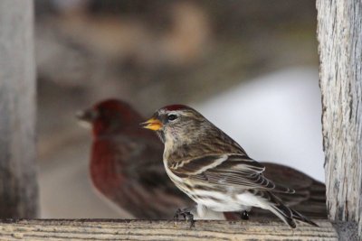 Common Redpoll