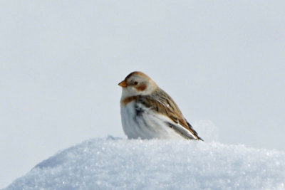 Snow Bunting