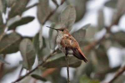 R/A Hummingbird