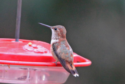 R/A Hummingbird