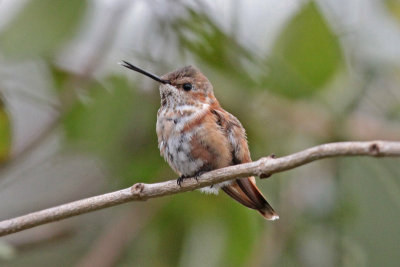 Rufous/Allen's Hummingbirds