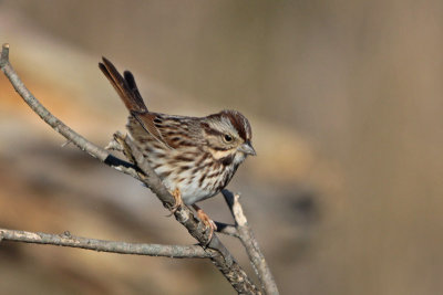 Song Sparrow (TX)