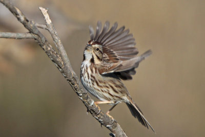 Song Sparrow (TX)