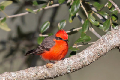 Vermilion Flycatcher