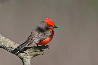 Vermilion Flycatcher