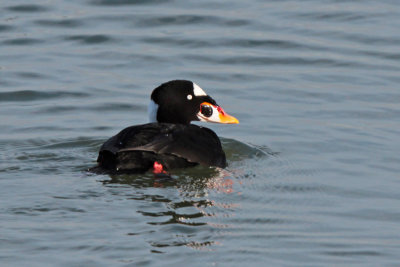 Surf Scoter