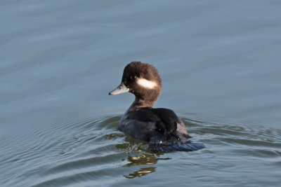 Bufflehead