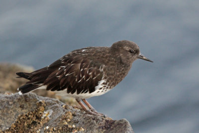 Black Turnstone