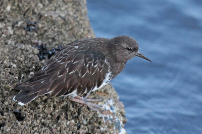 Black Turnstone