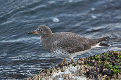 Surfbird