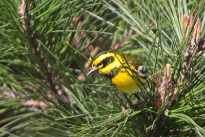 Townsend's Warbler