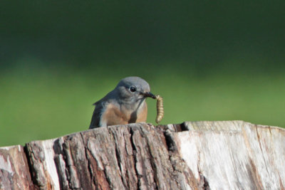 Western Bluebird