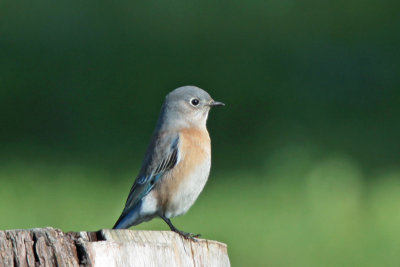 Western Bluebird